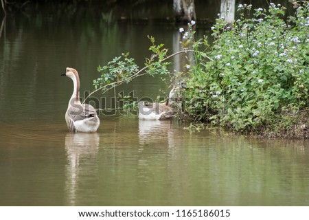 Two geese swimming in the lake. They are a species of poultry house, farm. They are quite noisy but very friendly