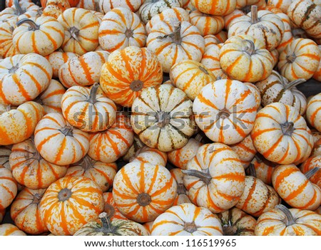 heap of striped small pumpkins