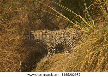 Indian Leopard, Panthera pardus fusca, Panna Tiger Reserve, Madhya Pradesh Royalty-Free Stock Photo #1165202959