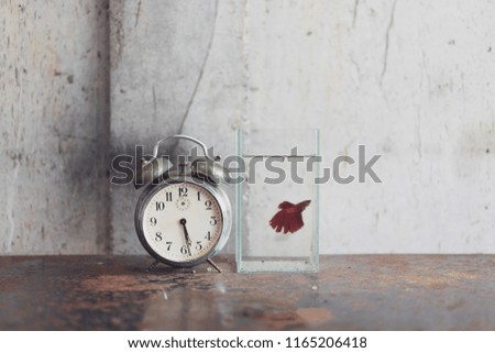 Old alarm clock and Siamese Fighting Fish bowl on rusty iron table in the concept of time and fight life.