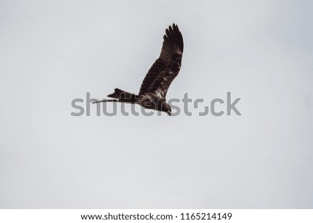 eagles flying in air sky