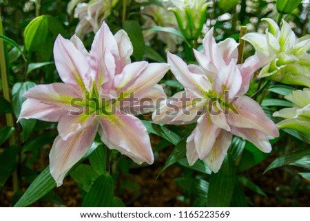 Beautiful Pink And White Lilly Flowers In The Garden With Blur Background. / Spring Lilly growing in a garden. ( Selective Focus )