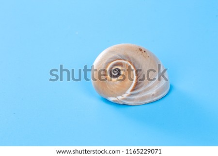 spiral Snail spiral