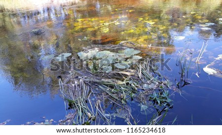 Texture of water. Natural background for design