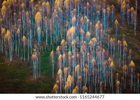 abstract autumn background of colorful trees in fall 