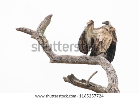 A low angle, colour image of a white-backed vulture, Gyps africanus, perching on a dead tree stump with wings barely spread at Djuma Private Game Reserve, South Africa. Royalty-Free Stock Photo #1165257724