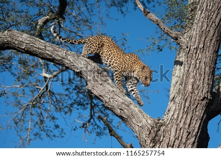 A low angle, colour image of an agile young leopard, Panthera pardus, climbing down a tree at Djuma Private Game Reserve, South Africa. Royalty-Free Stock Photo #1165257754