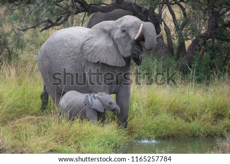 A horizontal, colour image of a mother elephant and her tiny calf, Loxodonta africana, drinking at a waterhole at Djuma Private Game Reserve, South Africa. Royalty-Free Stock Photo #1165257784
