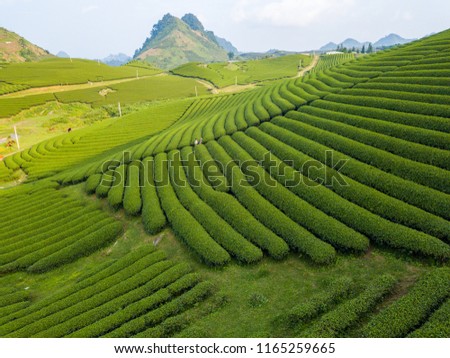 Seen from above at sunset down the hill tea is grown in Moc Chau, Son La, Vietnam.