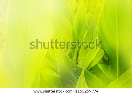 Natural green background, View of green leaf  blurred background with bright sunlight. Close-up of leaves in lime tone background in summer.