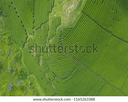 Panorama tea plantation is seen from above in Moc Chau, Son La, Vietnam Northern Mountains.