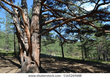 Beautiful old pine on a sunny day creates a cozy shadow