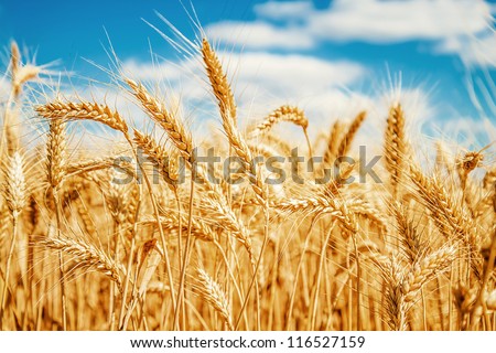 Gold wheat field and blue sky Royalty-Free Stock Photo #116527159