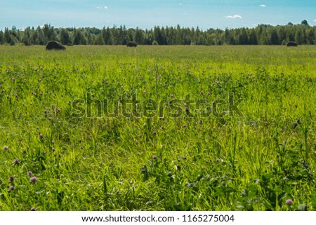 clover fields in Smolensk region