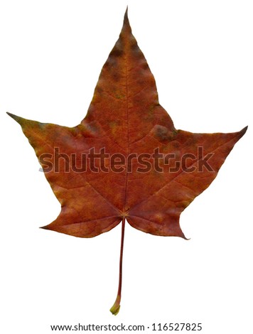 Maple leaf isolated on a white background