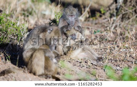 Baboons in the Kruger National Park, South Africa
