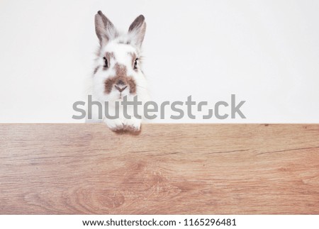 a white-brown rabbit looks into the camera over a wooden board. Background white