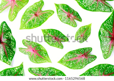 Beautiful Green and pink leaves on white background
