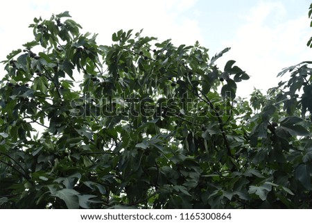 Figs on a tree as a background in a natural environment;