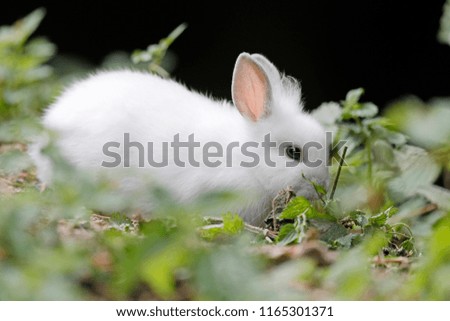 White domestic rabbit eating, captive