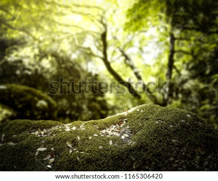 Autumn background of forest and free space for your product. 