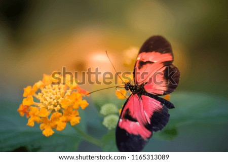 08/13/2018-Vannes, France: red and black butterfly on an orange flower close up in the morning on sunny background, the wings in black and red are good for the green fund