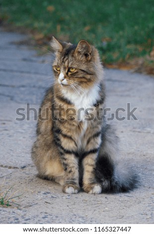 Cat sitting on the pavement