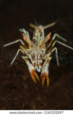 Spiny tiger shrimp  (Phyllognathia ceratophthalma). Picture was taken in Lembeh strait, Indonesia