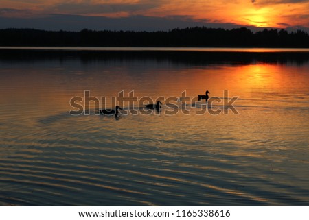 Mallards swimming in the sunset