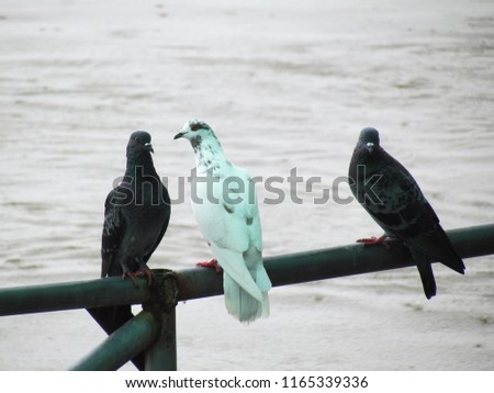 Pigeons standing on the bridge of the river in the rainy day.                               
