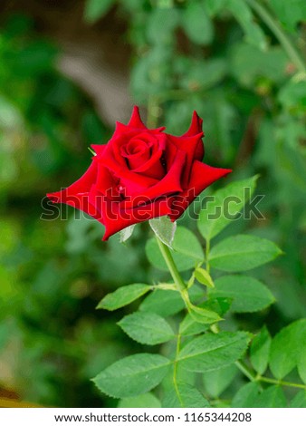 Red Rose flower in blur green background