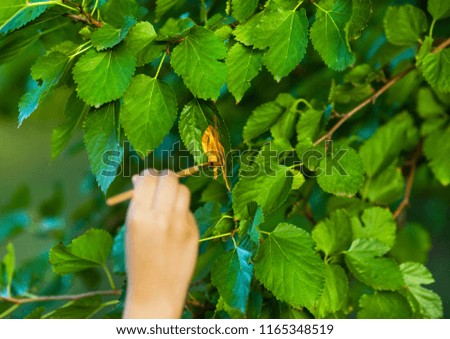 Autumn is Coming. Kid painting green leaves in golden color Outdoors