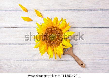 Fresh yellow sunflower close up. Nature background