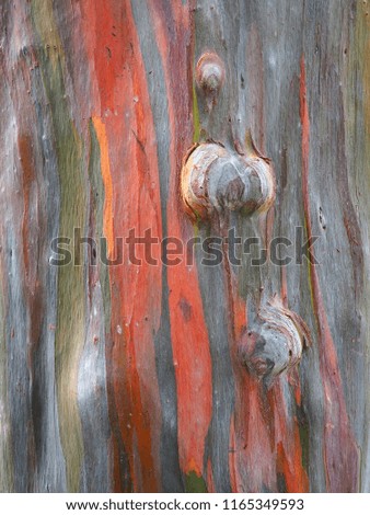 Colorful Background of the Eucalyptus trunk