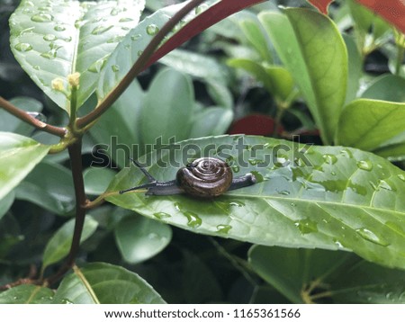 A cute snail on the green leaf