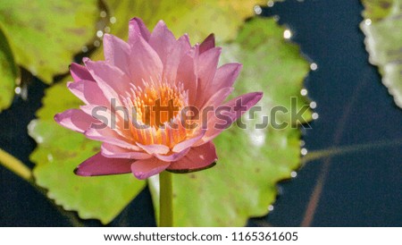 beautiful full single lotus flower blooming purple petal with green leaf floating in pond at morning time and blurry background, symbolic of Buddhism and peace, water garden living area decor concept