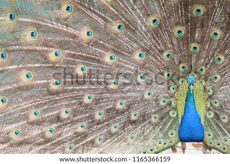 Peacock Showing Beautiful Colored Feathers