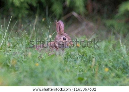 Baby eastern cottontail bunny (Sylvilagus floridanus)