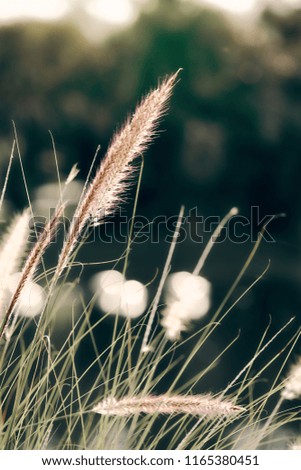 Feather pennisetum glowing against the sunlight. Mission Grass isolated.