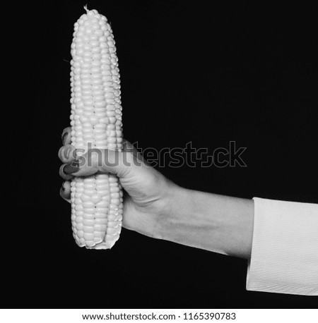Autumn maize harvest idea. Farming and fall crops concept. Female hand holds corn isolated on black background. Corn cob in yellow color in girls palm