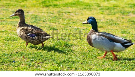 wild ducks on a green meadow