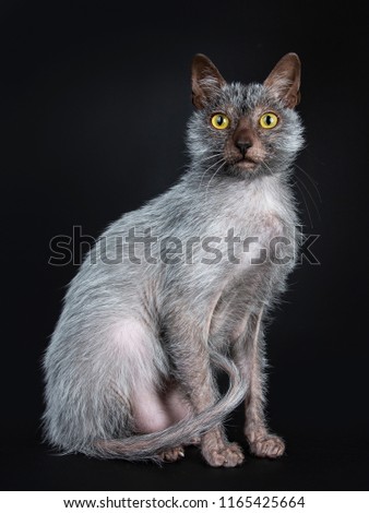 Cool Lykoi werewolf cat sitting side ways looking beside lens, isolated on black background
