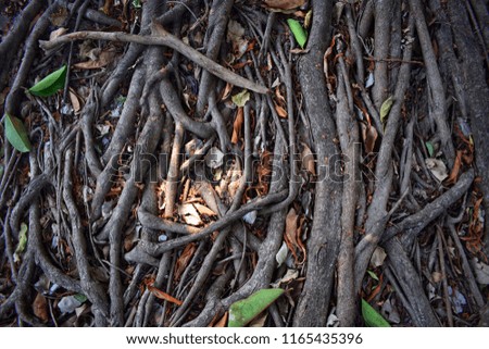 Roots of rubber tree close up.