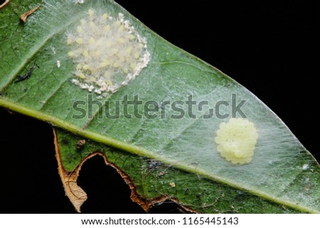  new group of lynx spider eggs layed on leaf/ baby spiders hatch in other nest/two generation