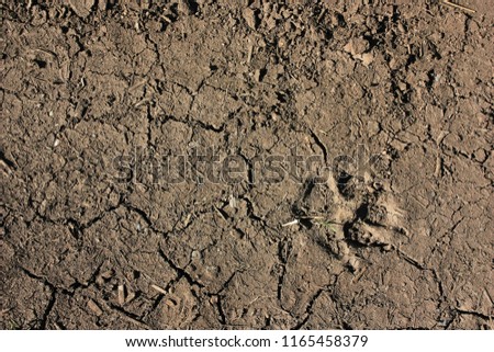 Wolf traces on earth
