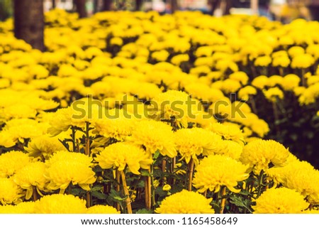 Yellow flowers in honor of the Vietnamese new year. Lunar new year flower market. Chinese New Year. Tet