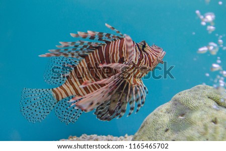 Lion Fish in aquarium