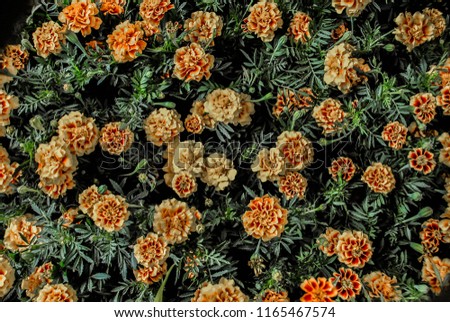 Photo of a various tropical garden flowers that can be used for background, mock up, designs and framing with various colors