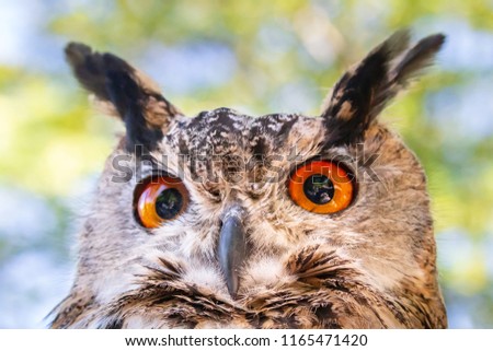 Close up of a beautiful Long Ear Owl