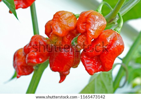 Trinidad scorpio moruga peppers in growth, whole lot